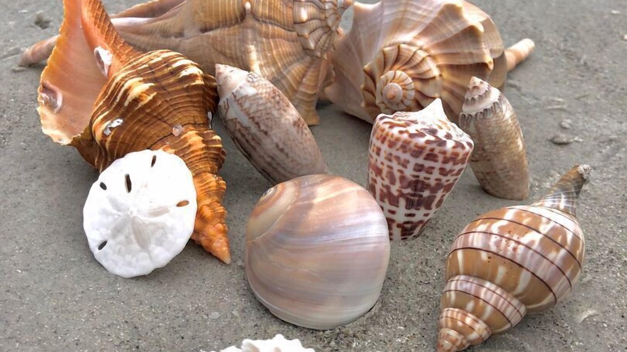 Photo of Others in Sanibel