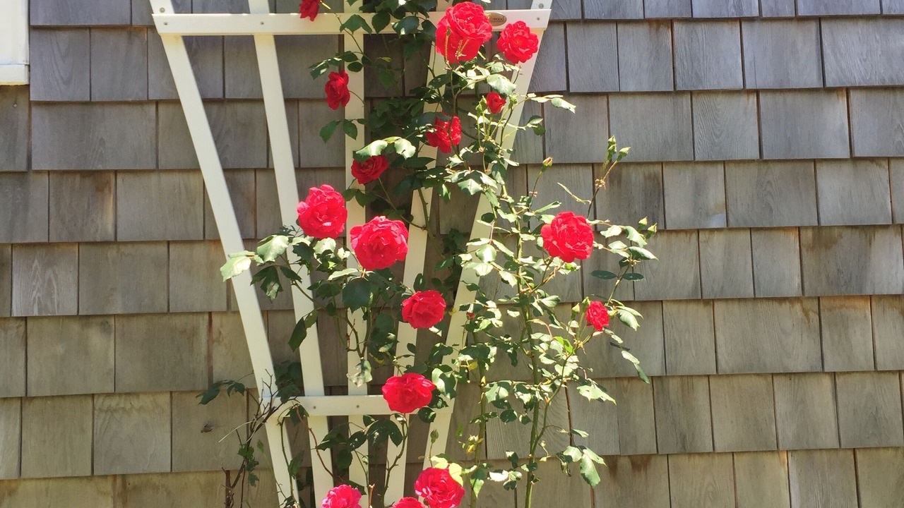 Photo of Outdoor in Wellfleet